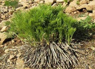 اولین کارخانه گیاهان دارویی استان در گچساران کلنگ زنی شد