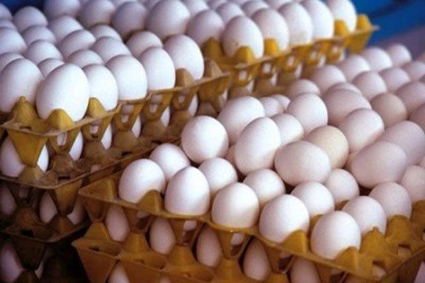 کمبود واکسن های طیور در کشور، دولت اجازه صادرات تخم مرغ را بدهد