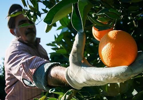 برداشت 48 هزار تن مرکبات در گلستان برداشت 48 هزار تن مرکبات در گلستان