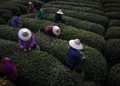 تصاویری مسحورکننده از مزارع چای در چین!
