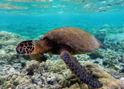 دلیل انقراض سریع جانداران جزایر هاوایی چیست؟