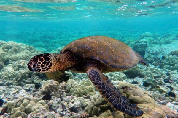 دلیل انقراض سریع جانداران جزایر هاوایی چیست؟