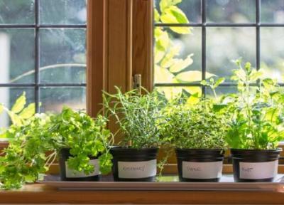 کدام سبزیجات را می توان در محیط آپارتمان پرورش داد؟