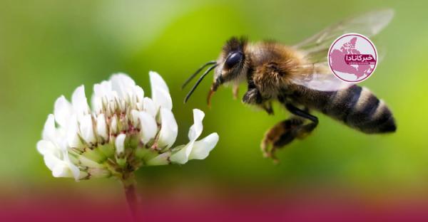 ویروسی مرگبار به جان زنبورهای عسل افتاد