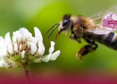 ویروسی مرگبار به جان زنبورهای عسل افتاد
