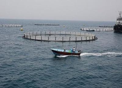 بوشهر؛ بزرگترین پرورشگاه ماهی در قفس کشور، تولید به 10 هزار تن می رسد