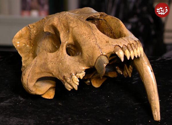 کشف جمجمۀ دندان خنجری 13 هزار ساله در آمریکا